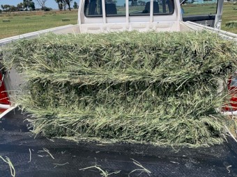 Italian Ryegrass Small Squares