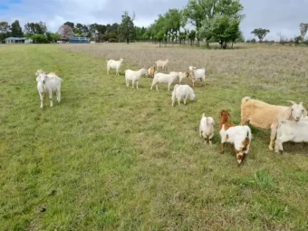 Pure Boer goat bucks availabe for sale