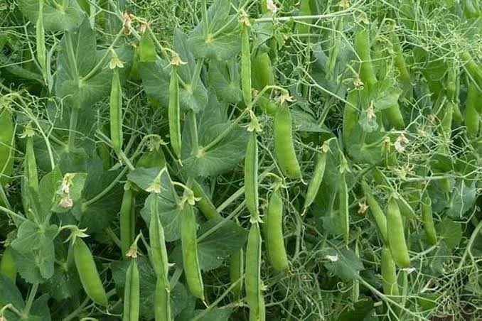 PBA Butler field peas for sale