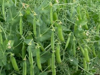 PBA Butler field peas for sale