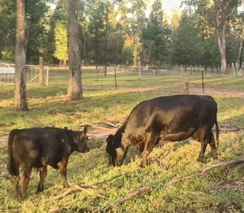 lowline cows with calves