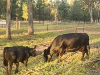 lowline cows with calves