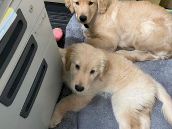 Healthy Purebred Labrador Retriever Puppies