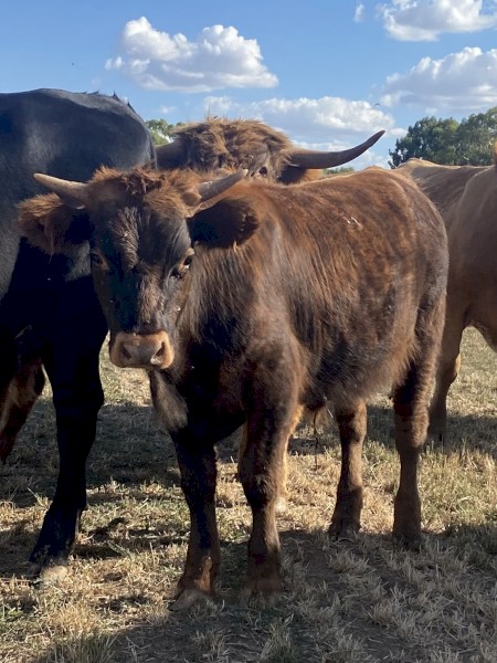 Highland X Angus Steers