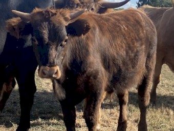Highland X Angus Steers