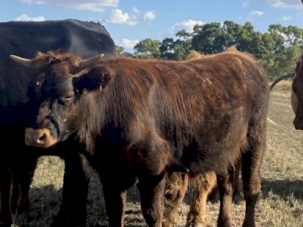 Highland X Angus Steers