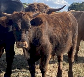 Highland X Angus Steers