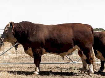 Aintree Farm Pedigree and Registered Bull AFMQ024