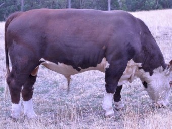Aintree Fam Pedigree and Registered Bull AFMQ031