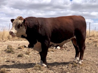 AINTREE FARM Pedigree and Registered Bull AFMR003