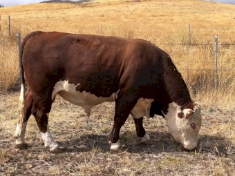 Aintree Farm Pedigree and Registered Bull AFMR015