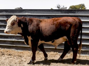 Aintree Farm Pedigree and Registered Bull AFMR032
