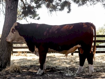 Aintree Farm Pedigree and Registered Bull AFMR033 