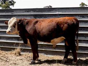 Aintree Farm Pedigree and Registered Bull AFMQ034
