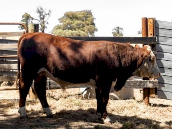 Aintree Farm Pedigree and Registered Bull AFMR037