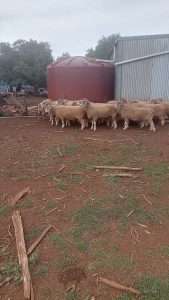 Poll  Dorset  Flock  Rams