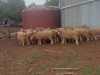 Poll  Dorset  Flock  Rams