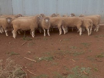 Poll  Dorset  Flock  Rams