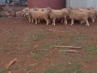 Poll  Dorset  Flock  Rams