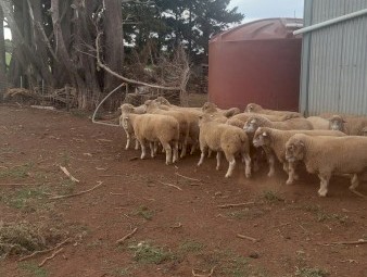 Poll  Dorset  Flock  Rams