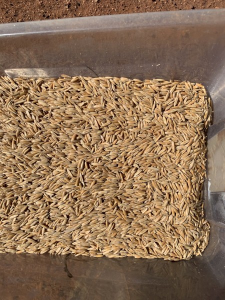 Brusher oat seed