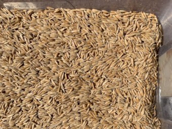 Brusher oat seed