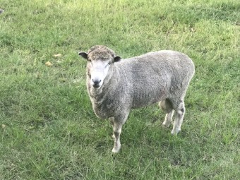 Merino ram for sale
