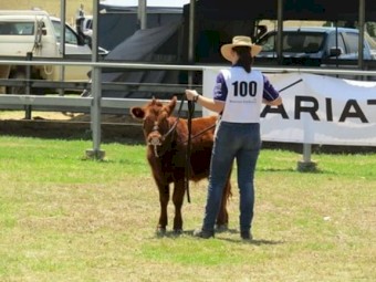 Red Angus X Led Steer - Ex Show Cattle - Maximus