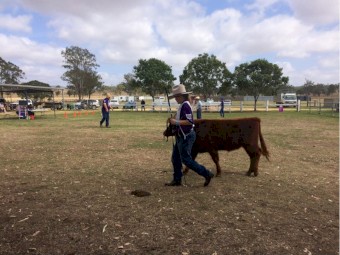 Red Angus X Led Steer - Ex Show Cattle - Maximus