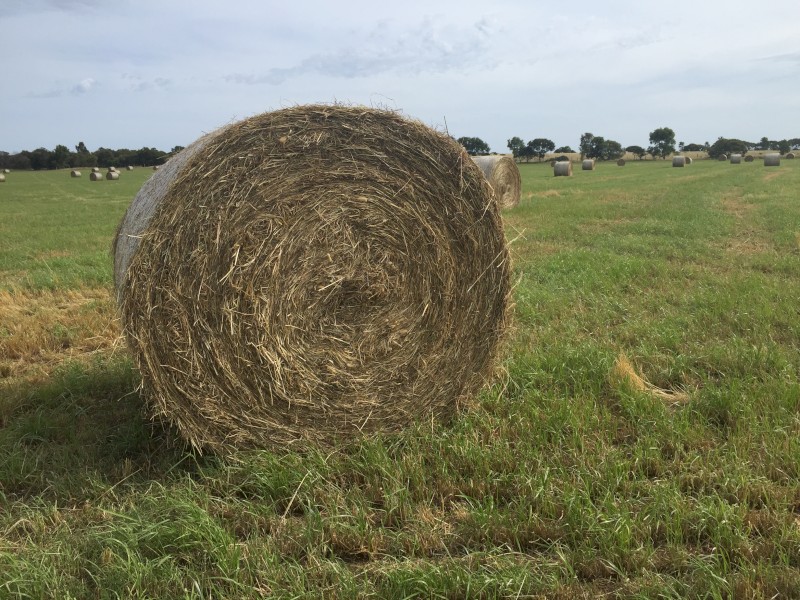 Annual rye grass round bales.  