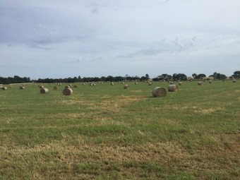 Annual rye grass round bales.  
