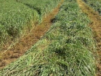 Annual rye grass round bales.  