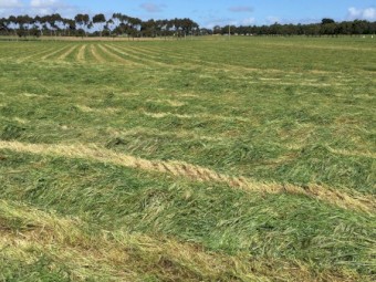 Annual rye grass round bales.  