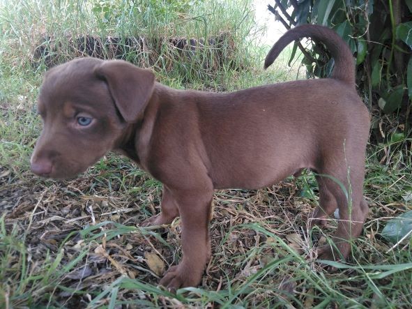 1 pure breed Kelpie pup available