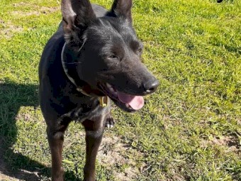 1 pure breed Kelpie pup available