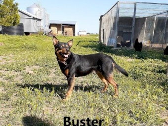 1 pure breed Kelpie pup available