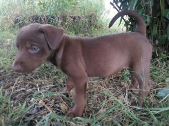 1 pure breed Kelpie pup available