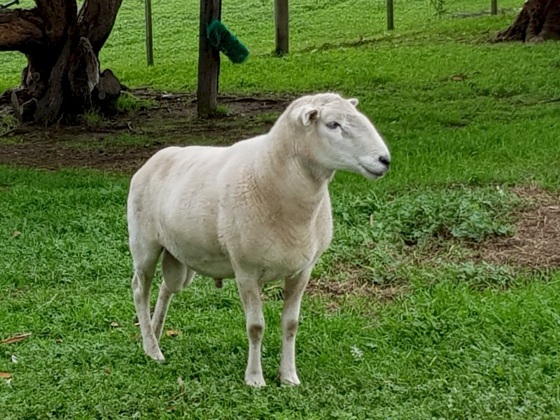 2020 Wiltipoll Ram