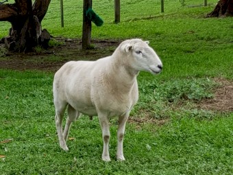 2020 Wiltipoll Ram