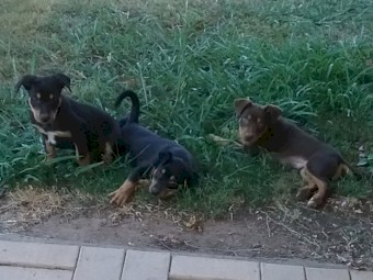Kelpie pups