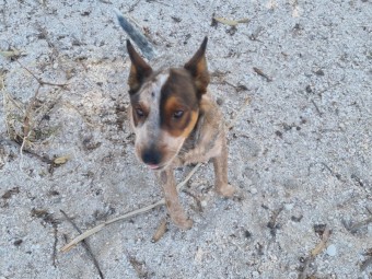 Young Female Red Heeler - Free to the right home.