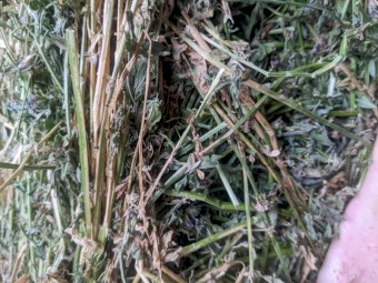 Lucerne Hay - 4x4 Rounds