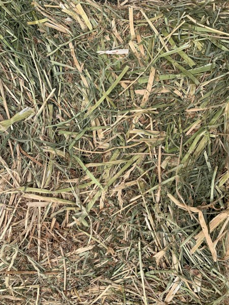 Small Squares - 70% Shaftal Clover 30% Italian Ryegrass Blend