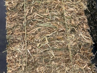 Small Squares - 70% Shaftal Clover 30% Italian Ryegrass Blend