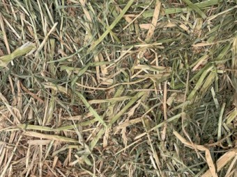 Small Squares - 70% Shaftal Clover 30% Italian Ryegrass Blend