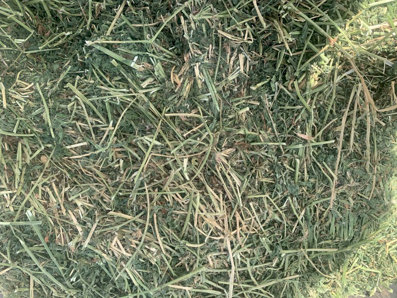 B-Grade Lucerne - Equine 