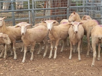 1ST CROSS EWE LAMBS X 12 MERINO x BORDER LEICESTER EWE LAMBS FUTURE BREEDERS