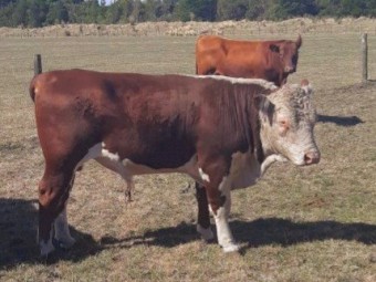 Hereford and Limousin Bulls, Speckle Park Steer neg.