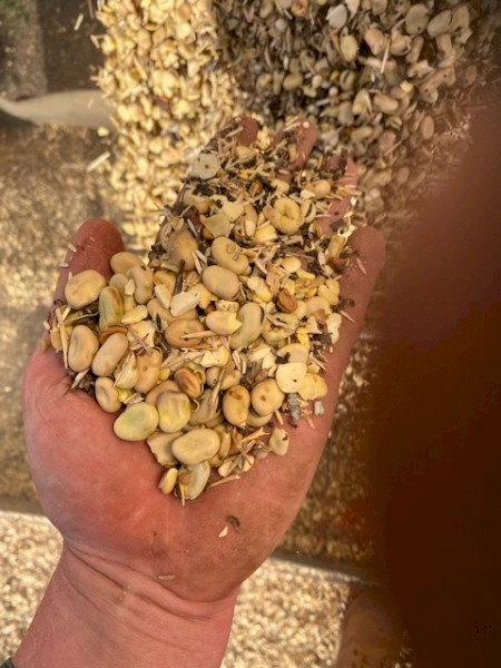 30-40mt Feed Beans & Canola Mix