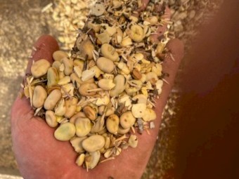 30-40mt Feed Beans & Canola Mix